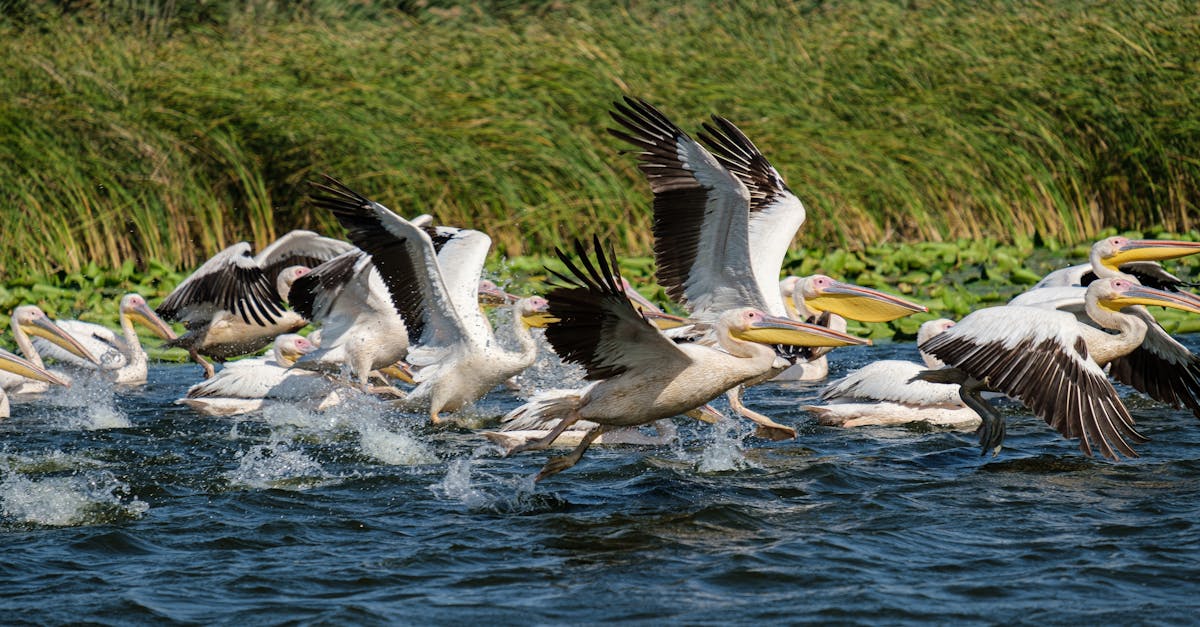 Delta Dunării, un sanctuar al biodiversității și cea mai mare zonă umedă din Europa