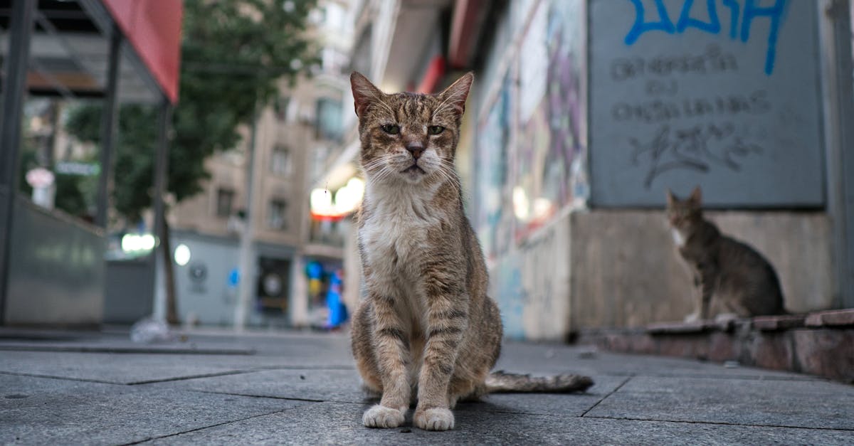 Pisica Nina, mascota Clujului, are 1000 de vieți