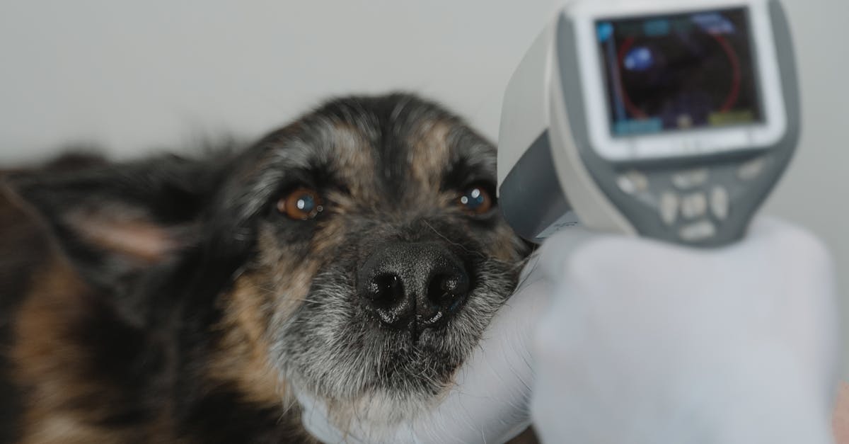 Amenzi și avertismente pentru crescătorii de animale din Satu Mare