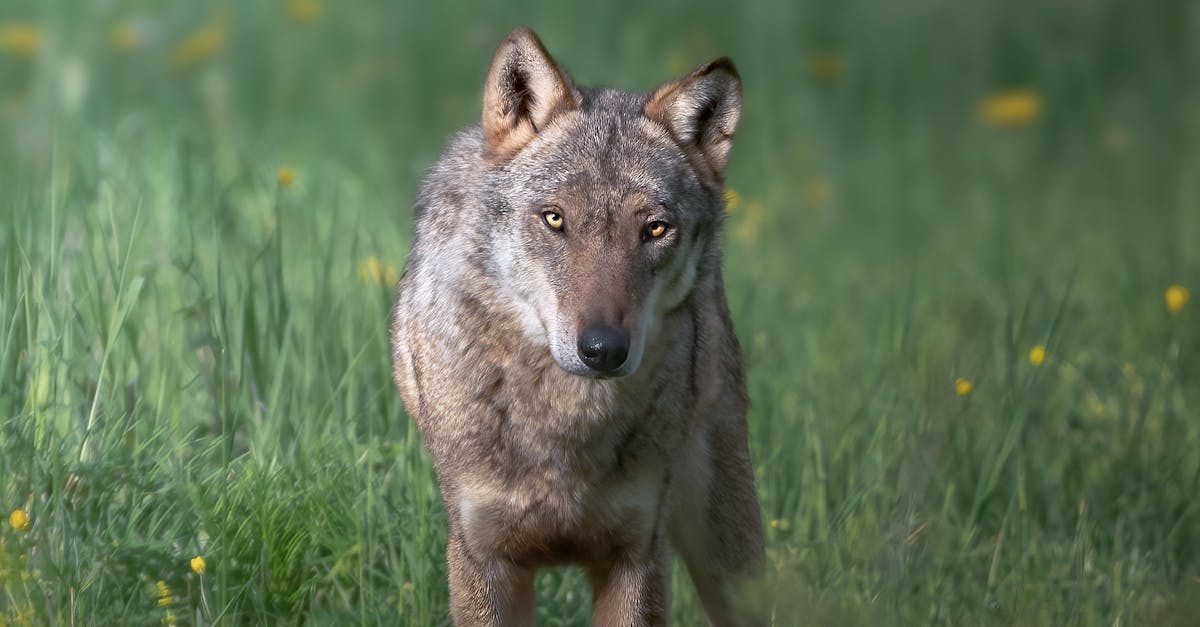Animalul pe care Uniunea Europeană îl elimină de pe lista „strict protejat”