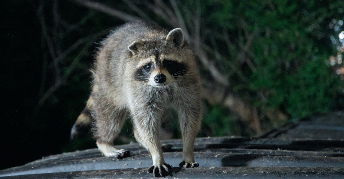 Baloo din Apuseni, mascota nocturnă a Știri de Cluj, a descoperit camera de filmat