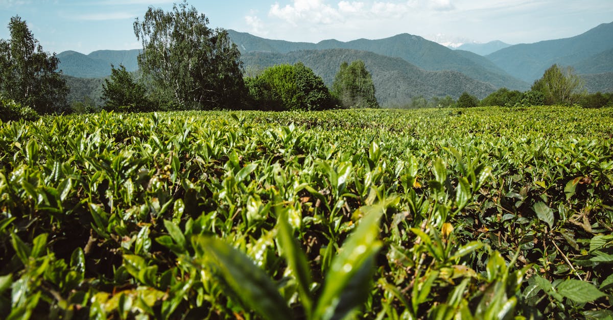 Universitatea Valahia oferă o specializare unică în Montanologie pentru ingineri agronomi