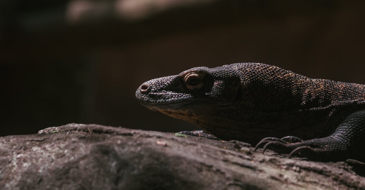 Secretele fascinante ale dinților dragonilor de Komodo