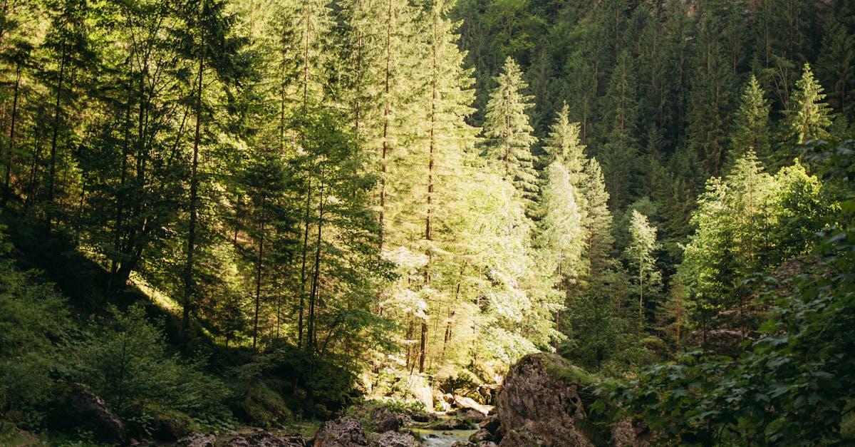 Pârâul Graft revine la cursul său natural: lucrările de curățare din zona După Ziduri au început