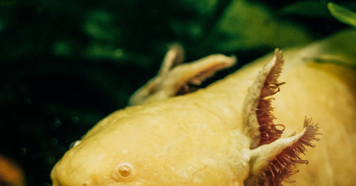 Axolotlul mexican: salamandra cu abilități uimitoare de regenerare