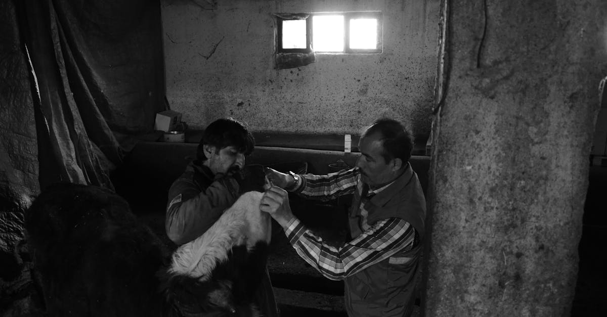 Cow Genetics SRL își majorează capitalul social și își restructurează activitatea
