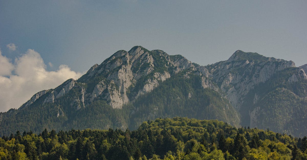 Conservation Carpathia dezvăluie adevărul despre incidentul de la Praid