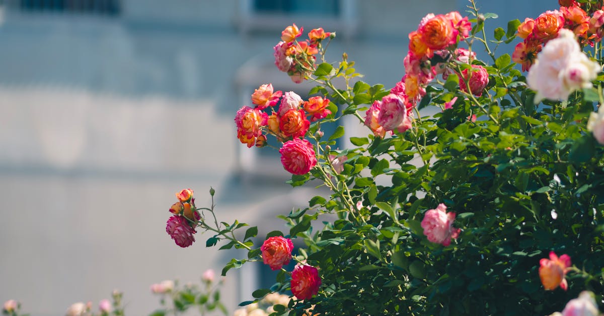 Descoperă grădina de vis a trandafirilor din Iași: un spectacol floral inedit