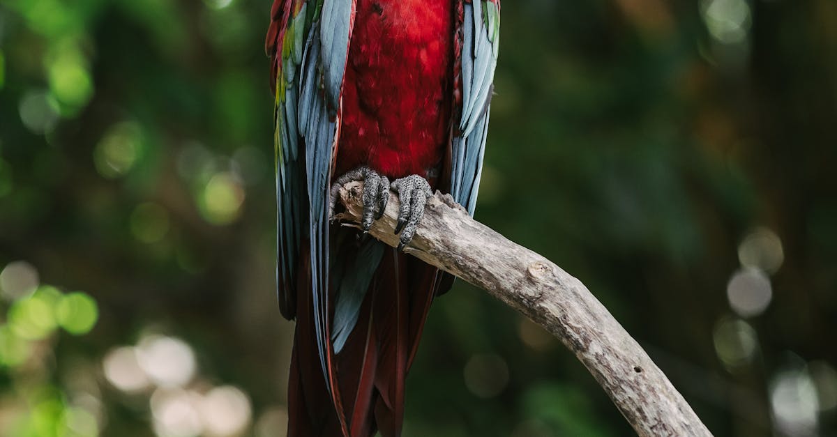 Captură impresionantă pe aeroportul din Mumbai: animale rare confiscate de autorități