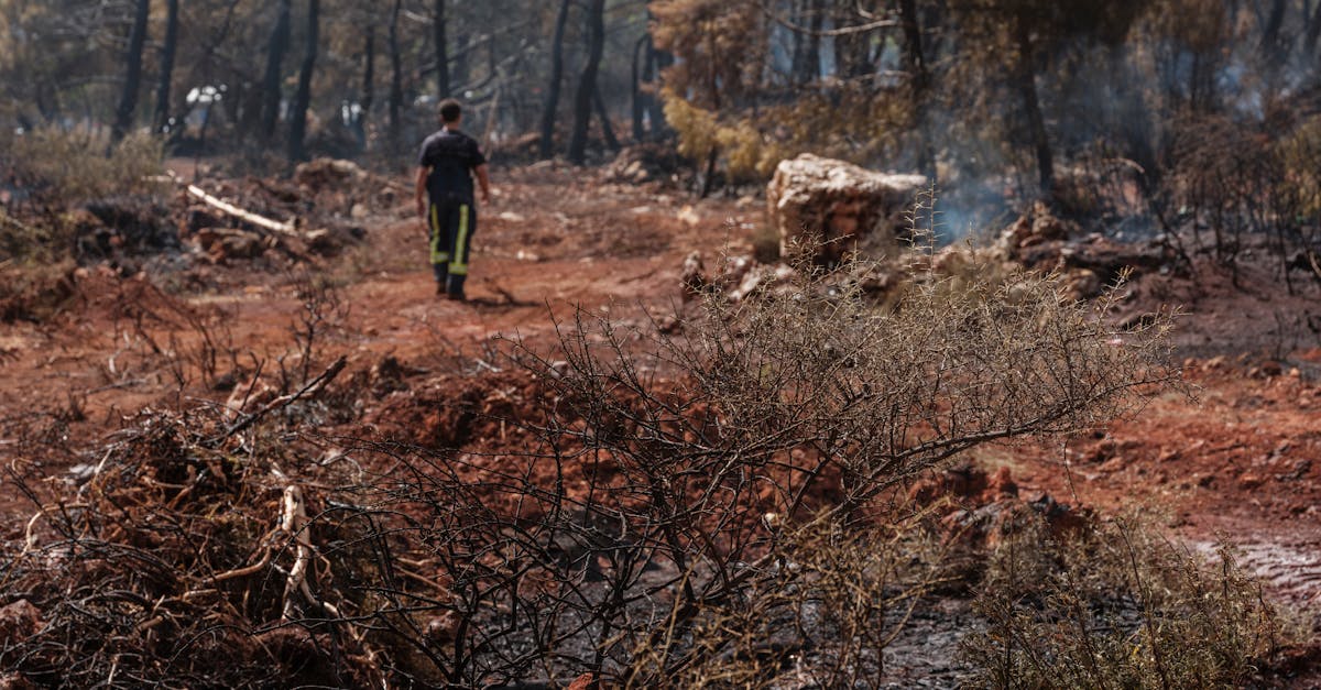 Incendiile devastatoare din Canada: 3,5 milioane de hectare distruse