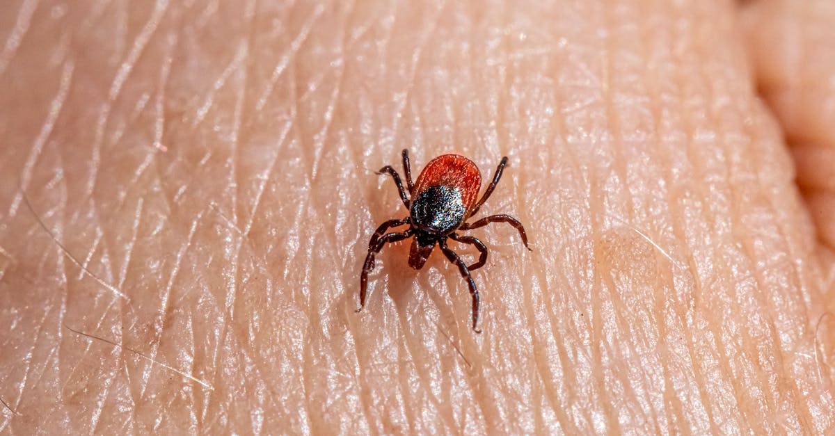 Cum să identifici mușcăturile de insecte și ce măsuri să iei