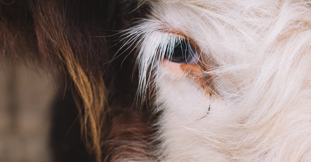 Controale riguroase pentru crescătorii de animale din Satu Mare