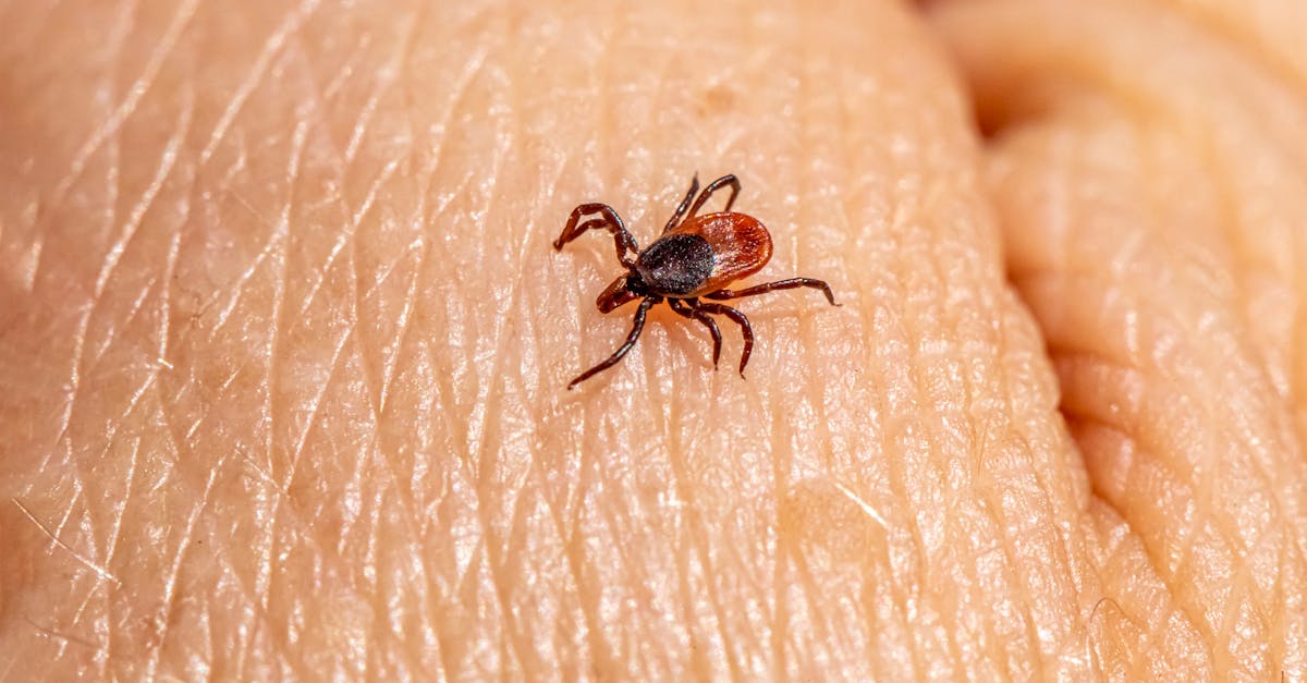 Atenție bistrițeni: Peste 300 de cazuri de mușcături de căpușe în acest an