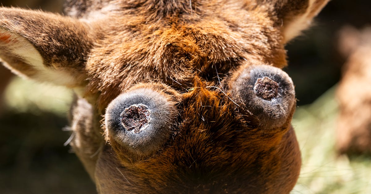 Mihai Flutur îmbogățește colțul zoo de la Ițcani cu pui de cerb lopătar