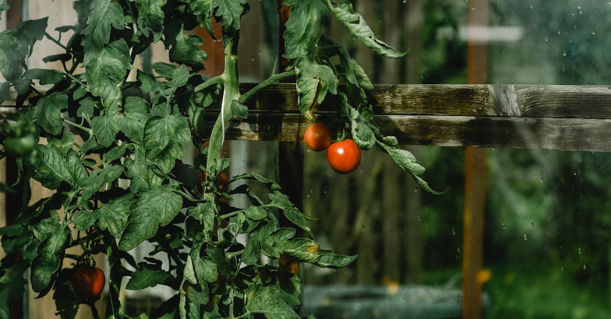 Descoperă cele mai cultivate legume și fructe din fiecare județ al României