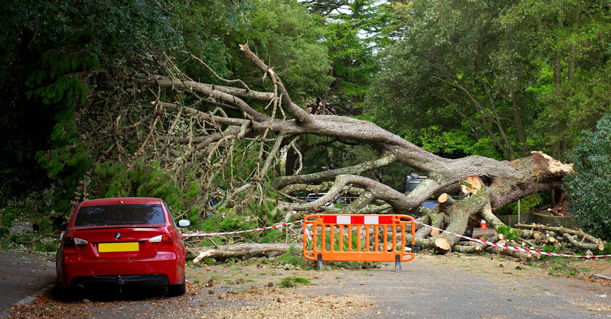 Incident grav la Tăure: Bărbat găsit inconștient după o tăiere de arbori