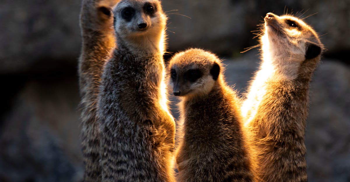 Experiența nocturnă la grădina zoologică: o aventură unică pentru vizitatori