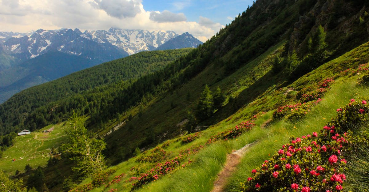 Vârful Furnica și splendoarea bujorilor de munte: un spectacol natural în Bucegi