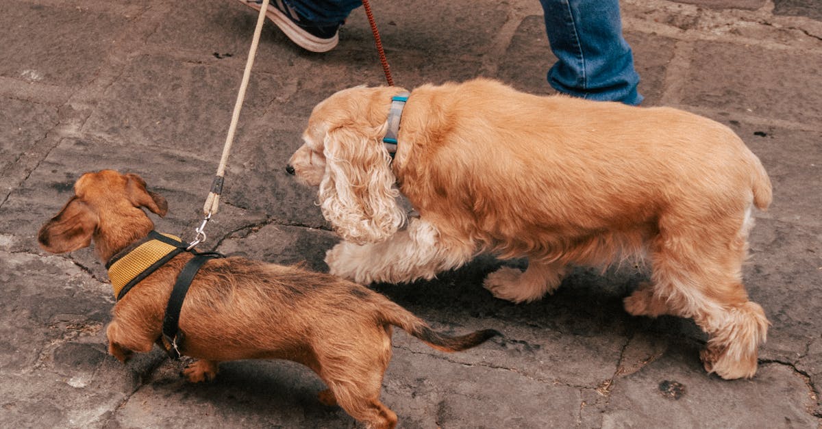 Campanie gratuită de sterilizare pentru animale în Argeș: Nu ratați oportunitatea!