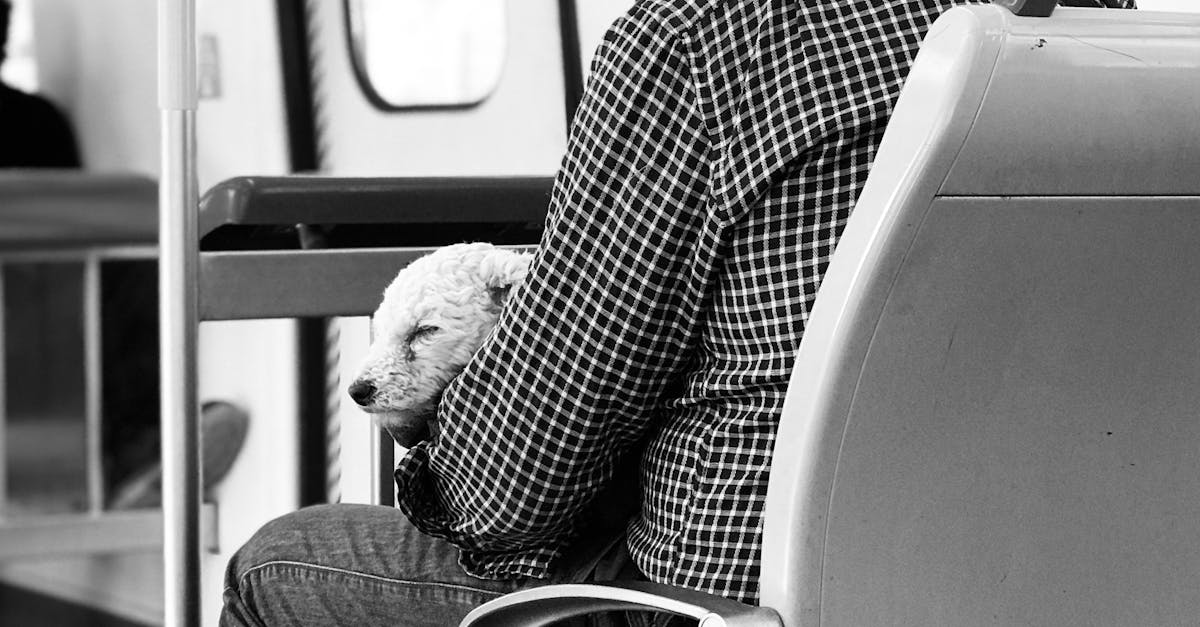 Tragedie în Maroc: o femeie moare după o zgârietură de câine vagabond