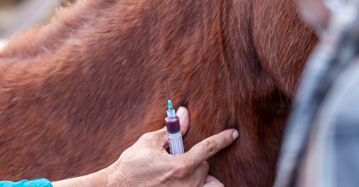Controale sanitare în Satu Mare: amenzi pentru nereguli în creșterea animalelor