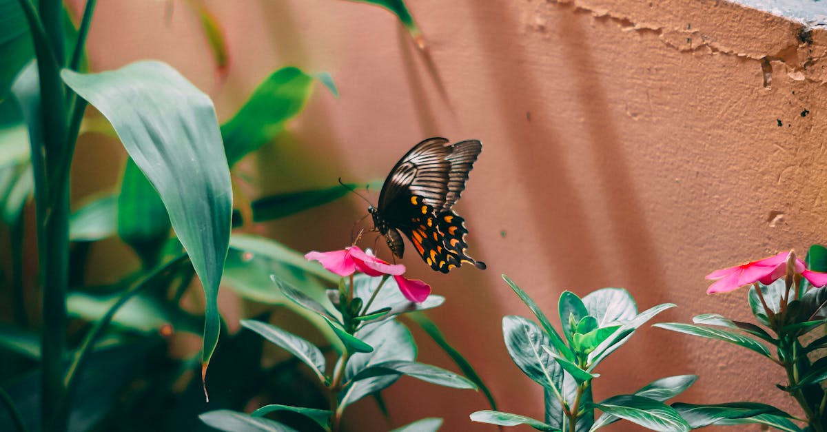 Insecte în număr mare afectează orașele din România: Ce spun experții