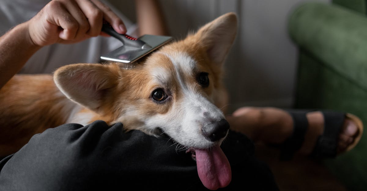 Îngrijirea animalelor: responsabilități legale și consecințe grave pentru neglijență