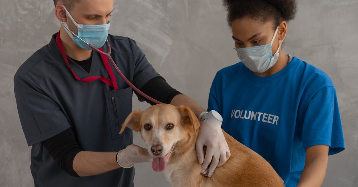 Craiova: Campania de sterilizare gratuită a câinilor stă în locuri ocupate