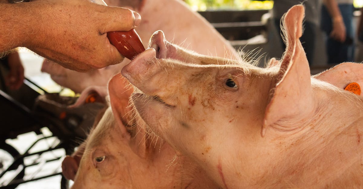 Sute de porci sacrificați în Satu Mare din cauza pestei porcine africane