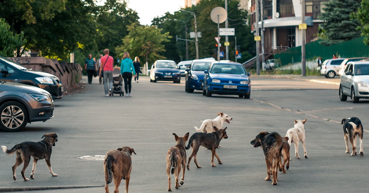 Locuitorii din Cluj-Napoca se tem de un câine agresiv pe strada Soporului