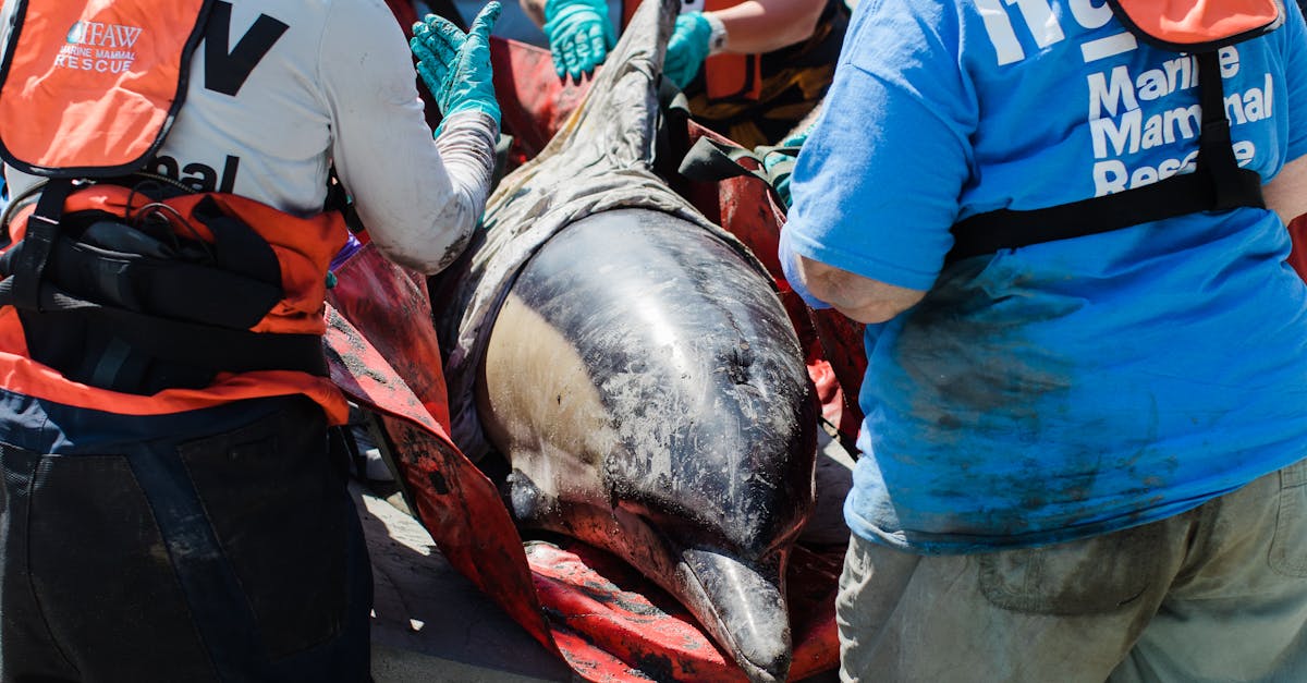 Tragedie în lumea online: o cunoscută salvatoare de animale își pierde viața din cauza hărțuirii
