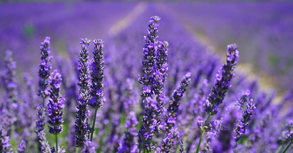Descoperă Lavanda Lola Fest: festivalul de lavandă din Cluj care îți va încânta simțurile