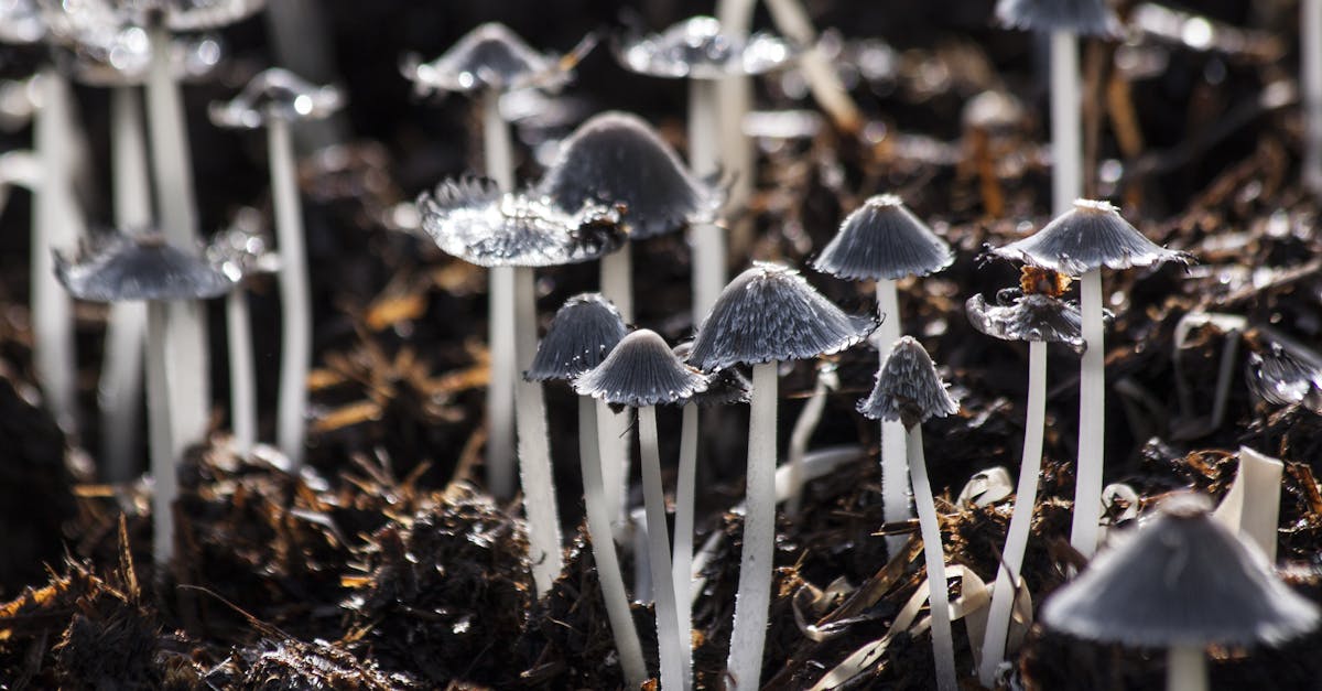 Descoperă Armillaria ostoyae, cel mai impresionant organism viu de pe planetă