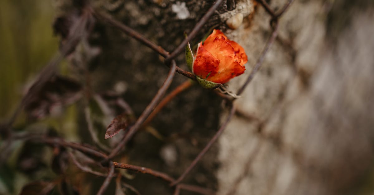 Cimitirele din Arad ar putea interzice coroanele și florile din plastic