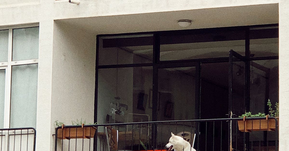 Provocările chiriașilor cu animale de companie în România: o piață în căutarea soluțiilor