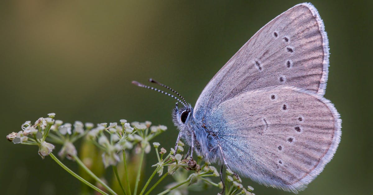Buha gamma: invazia fluturilor migratori în România