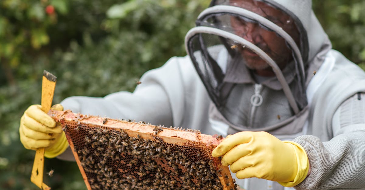 Dezastrul apiculturii românești: pierderi de 50% în 2025