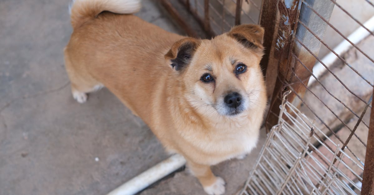 Dă o șansă unui cățel din Constanța: adopția este gratuită și responsabilă