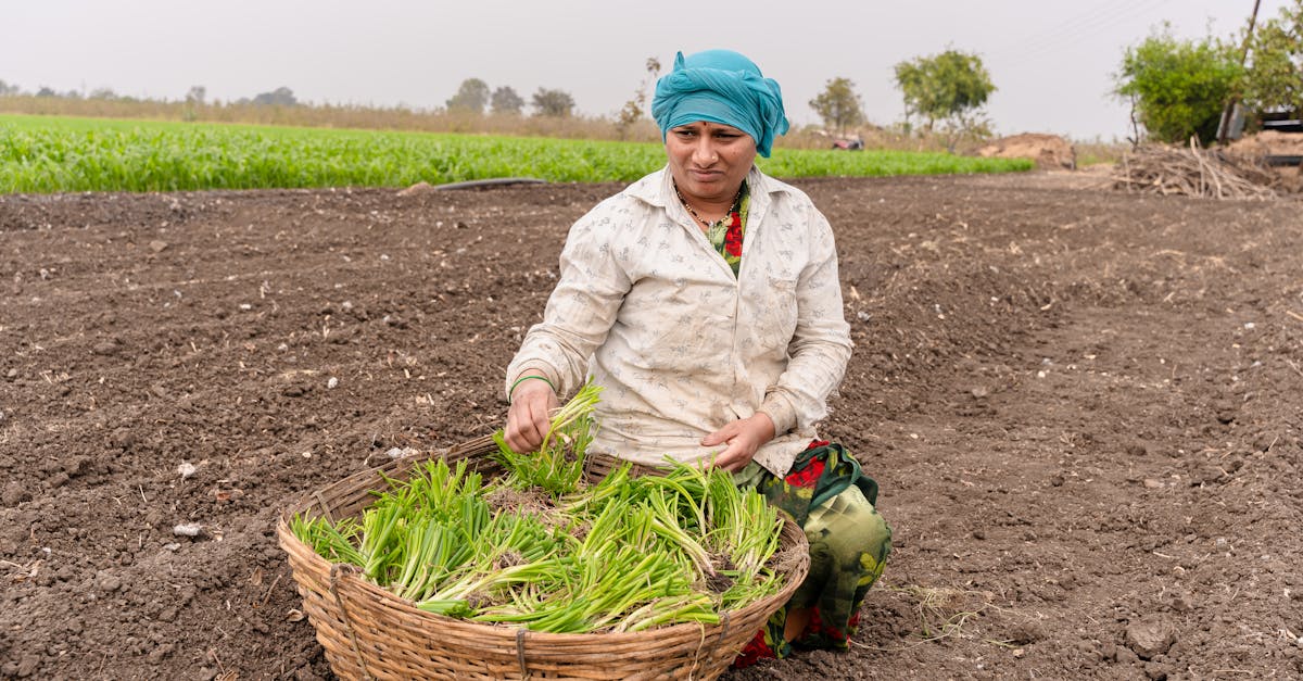Fermierii din Brașov, atenție la cultivarea cepei!