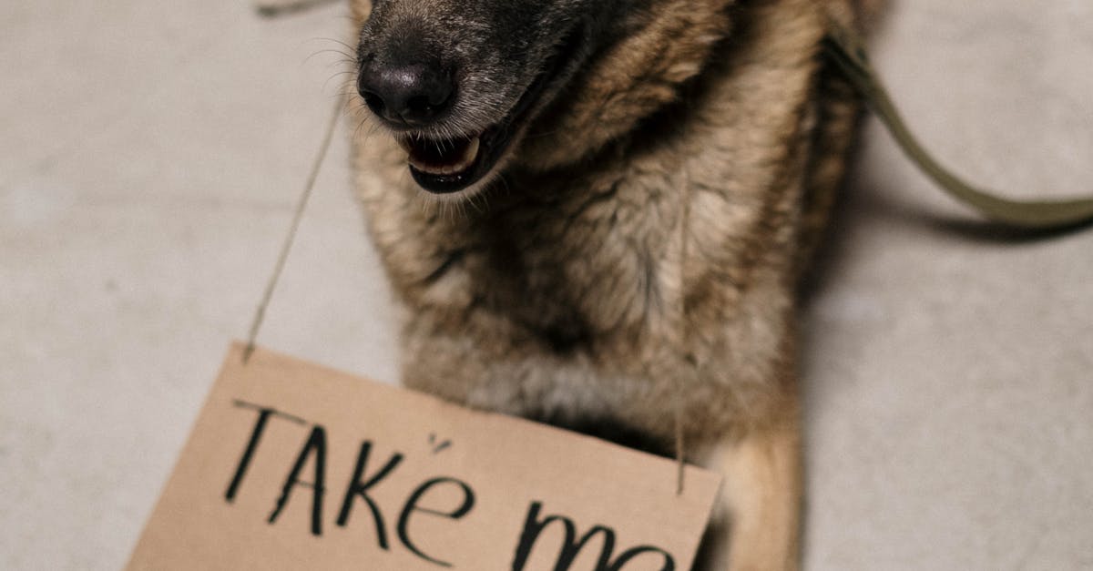 România facilitează intrarea animalelor de companie pentru refugiații din Israel