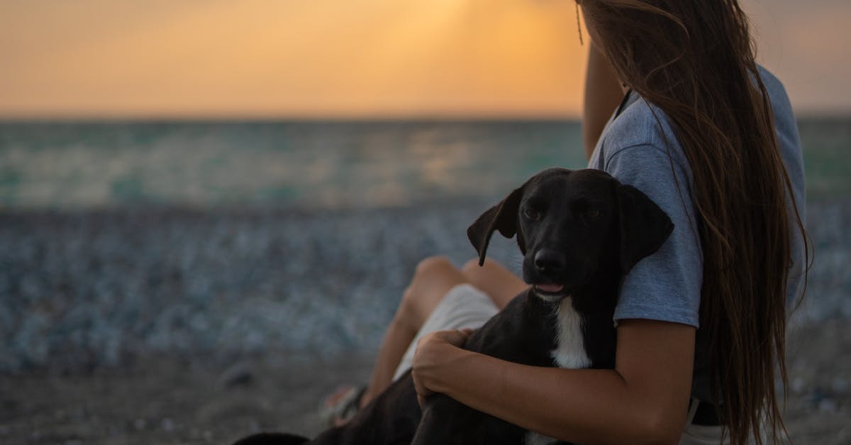 Ghid esențial pentru transportul internațional al animalelor de companie
