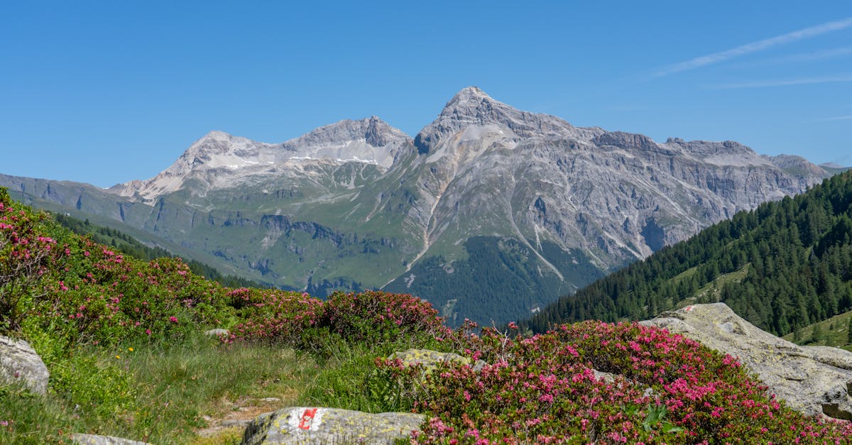 Explorând frumusețea bujorilor de munte în Făgăraș