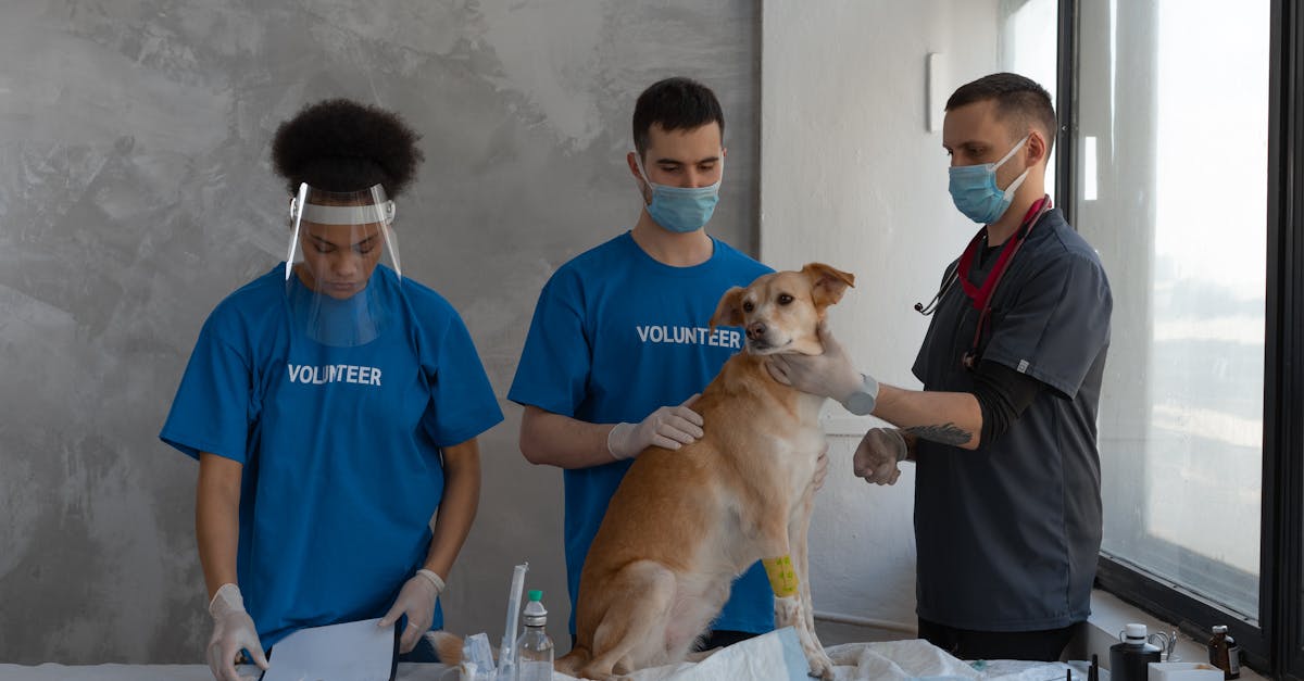 Sterilizarea animalelor fără stăpân, o prioritate pentru Consiliul Județean Gorj