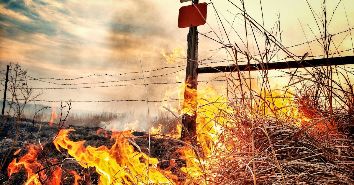 Incendiul unui câmp de grâu între Vinga și Mănăștur: detalii despre intervenție
