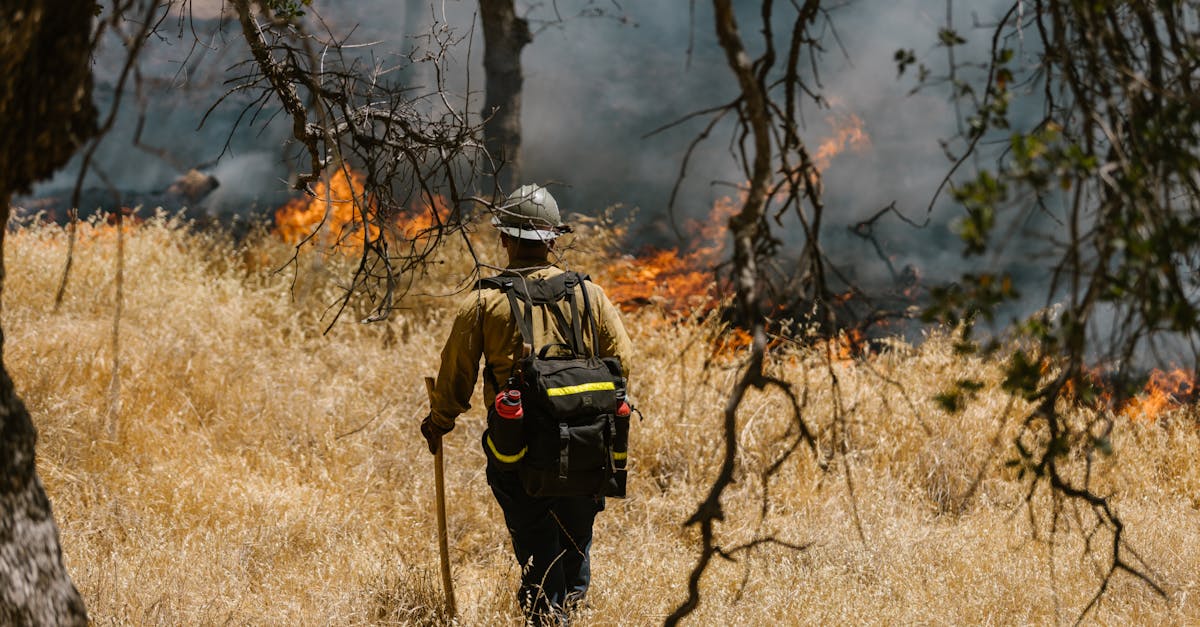 Incendiu devastator în Remeți: Peste trei hectare de pădure afectate