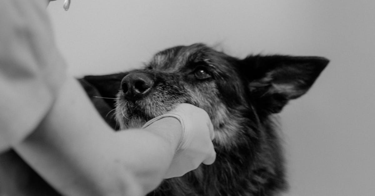 Expertiză avansată în cardiologia veterinară la Arcadia Vet