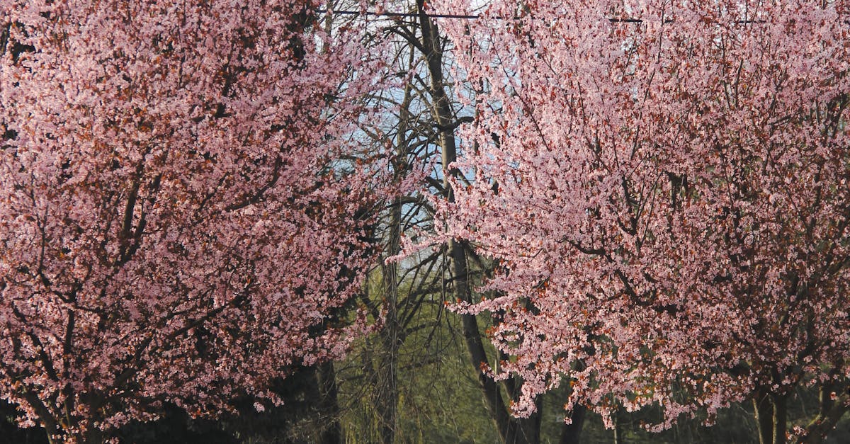 Captură de tineri cu substanțe interzise în Parcul Botanic din Timișoara