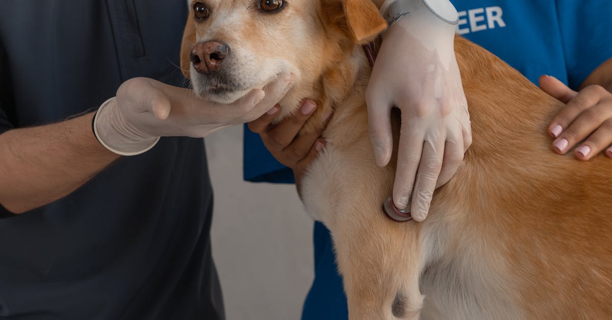 Măsuri esențiale pentru protejarea animalelor în zilele de caniculă