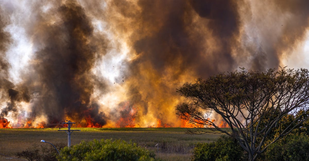 Valul de căldură din Europa: temperaturi record și riscuri de incendii