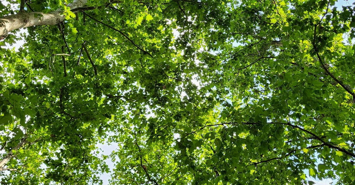 Val de căldură extremă lovește Europa: temperaturi record în mai multe țări